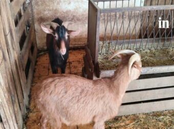 Ανακάλυψη ερημιάς στους Αμπελόκηπους: 31 κοτόπουλα, 10 πτηνά, 10 κατσίκες και 3 ερίφια βρίσκονται στην ταράτσα!