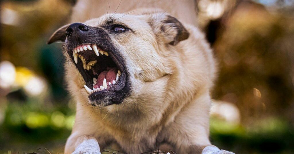 Κρίσιμες στιγμές στην Κρήτη: Δύο παιδιά στη ΜΕΘ λόγω επίθεσης σκύλου και ατυχήματος σε πισίνα.