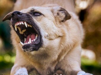 Κρίσιμες στιγμές στην Κρήτη: Δύο παιδιά στη ΜΕΘ λόγω επίθεσης σκύλου και ατυχήματος σε πισίνα.