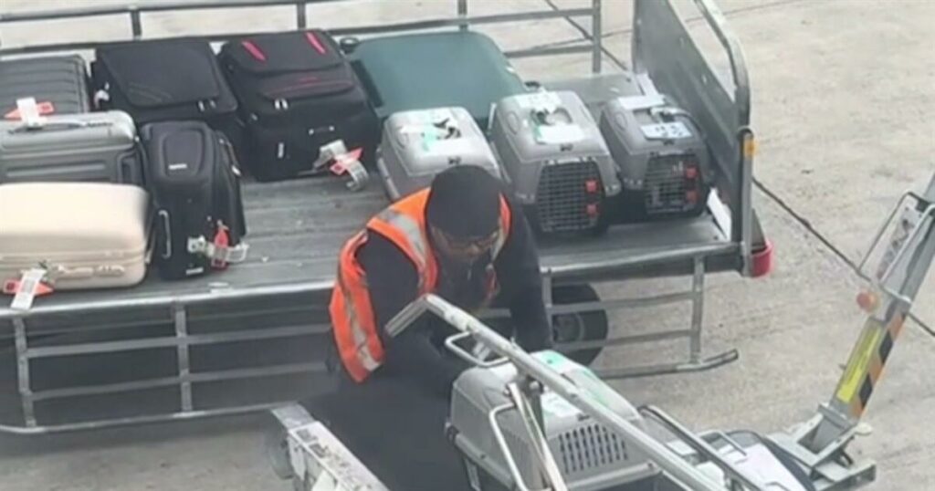 “Η Συγκινητική Στιγμή στο Αεροδρόμιο Ελευθέριος Βενιζέλος: Εργαζόμενος Κατακτά το Διαδίκτυο με την Αξιολάτρευτη Υποδοχή στα Κατοικίδια από τον Χώρο Αποσκευών!”