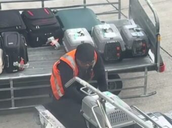 “Η Συγκινητική Στιγμή στο Αεροδρόμιο Ελευθέριος Βενιζέλος: Εργαζόμενος Κατακτά το Διαδίκτυο με την Αξιολάτρευτη Υποδοχή στα Κατοικίδια από τον Χώρο Αποσκευών!”