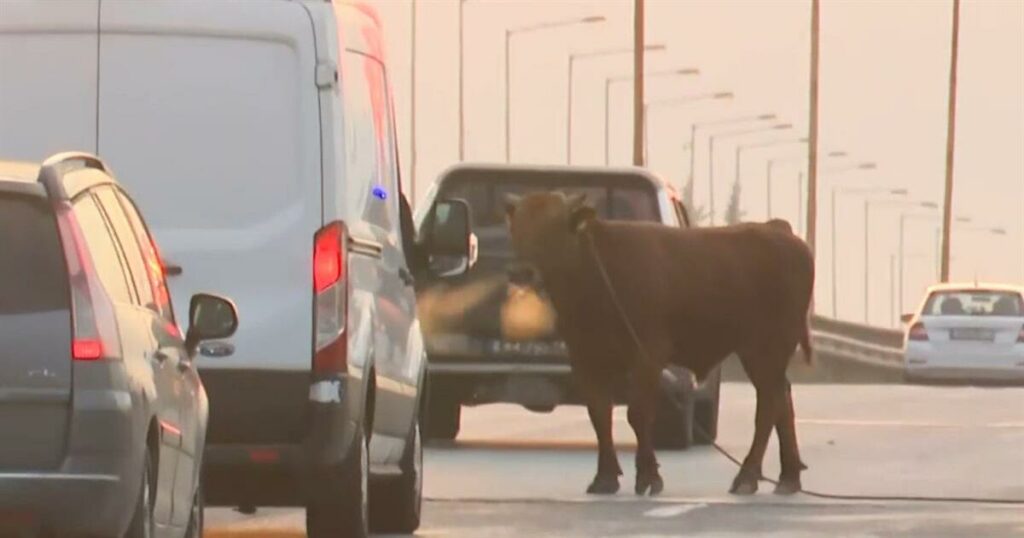 “Ανεξέλεγκτος ταύρος προκαλεί αναστάτωση στην εθνική οδό Θεσσαλονίκης – Αθήνας (δείτε το βίντεο)”