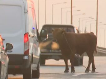“Ανεξέλεγκτος ταύρος προκαλεί αναστάτωση στην εθνική οδό Θεσσαλονίκης – Αθήνας (δείτε το βίντεο)”