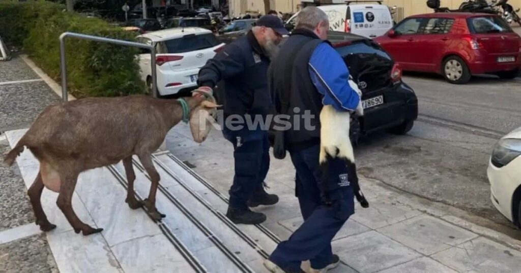 Απίστευτο: Ανακαλύψτε ποιος διατηρούσε κρυφό μαντρί στους Αμπελόκηπους!
