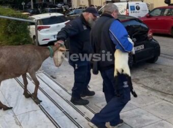Απίστευτο: Ανακαλύψτε ποιος διατηρούσε κρυφό μαντρί στους Αμπελόκηπους!