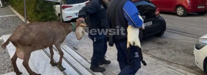 Απίστευτο: Ανακαλύψτε ποιος διατηρούσε κρυφό μαντρί στους Αμπελόκηπους!