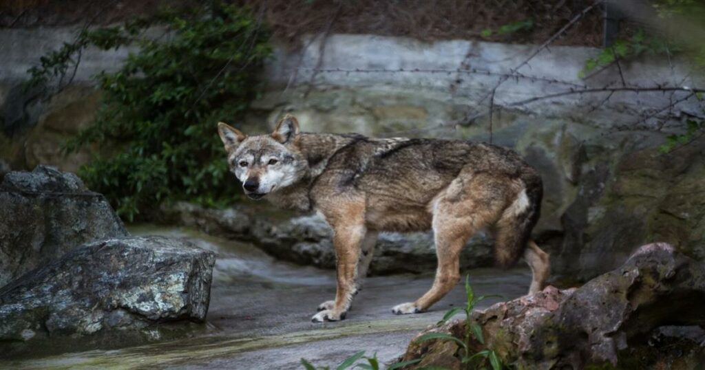 Σοκαριστικό περιστατικό σε ζωολογικό κήπο: Λύκος αρπάζει νήπιο ενώ οι γονείς είναι απορροφημένοι στα κινητά τους (video).