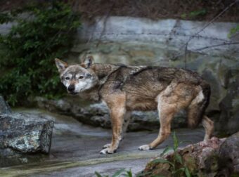 Σοκαριστικό περιστατικό σε ζωολογικό κήπο: Λύκος αρπάζει νήπιο ενώ οι γονείς είναι απορροφημένοι στα κινητά τους (video).