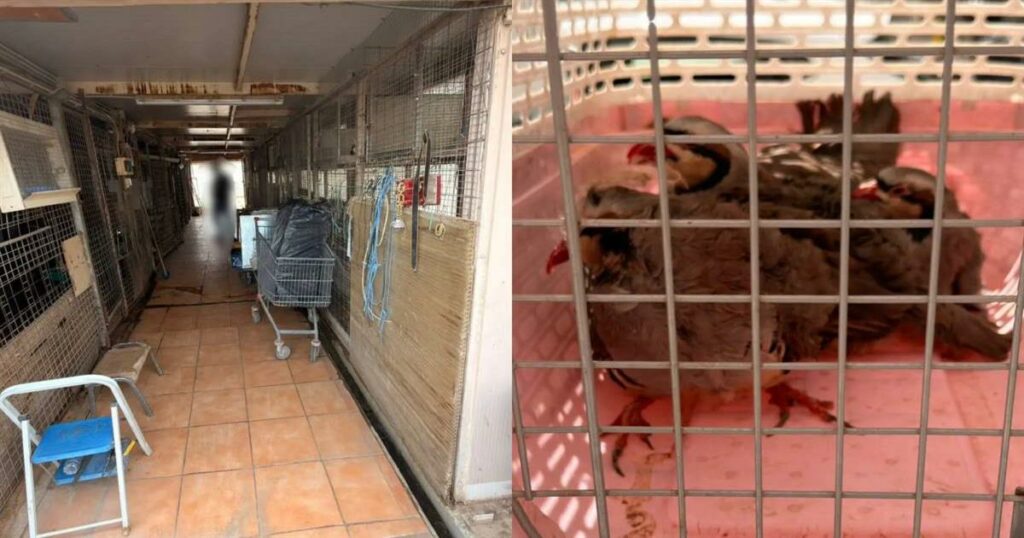 Σοκαριστική αποκάλυψη: Παράνομο μαντρί σε ταράτσα κτιρίου του ΕΦΕΤ στους Αμπελόκηπους!