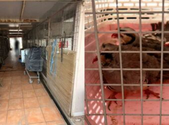 Σοκαριστική αποκάλυψη: Παράνομο μαντρί σε ταράτσα κτιρίου του ΕΦΕΤ στους Αμπελόκηπους!