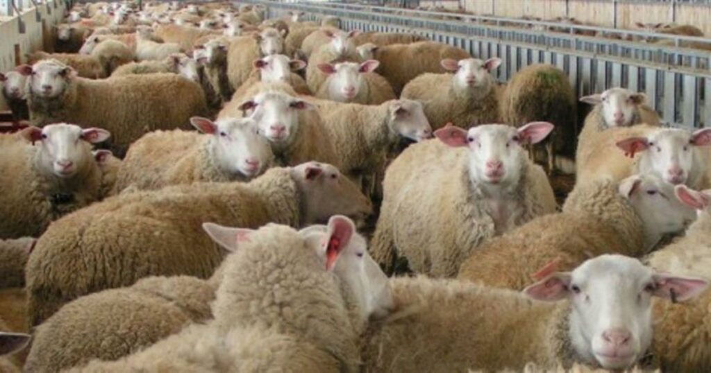 Σοκ στις Αχαρνές: Πρόβατα περιφέρονται και πεθαίνουν σε κατοικημένες αυλές (Βίντεο).