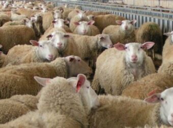 Σοκ στις Αχαρνές: Πρόβατα περιφέρονται και πεθαίνουν σε κατοικημένες αυλές (Βίντεο).