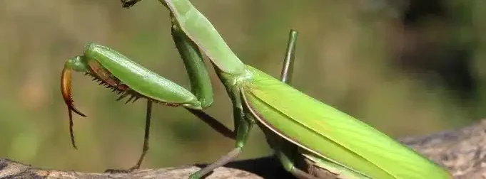 “Ανακαλύψτε το μήνυμα του σύμπαντος όταν αυτό το έντομο σας επισκέπτεται!”