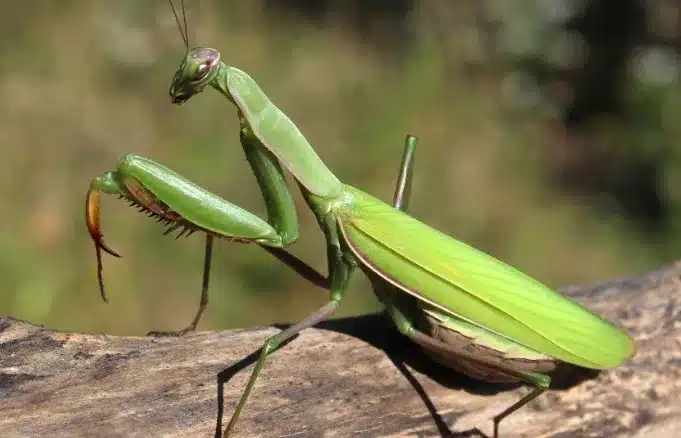 “Ανακαλύψτε το μήνυμα του σύμπαντος όταν αυτό το έντομο σας επισκέπτεται!”