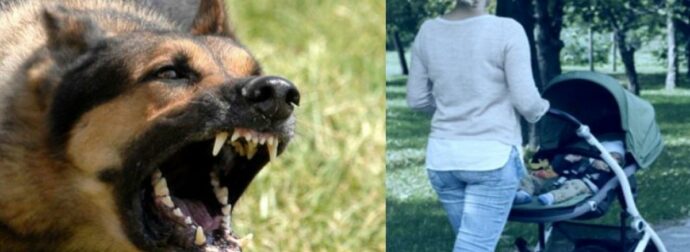 Μητέρα και νήπιο στο νοσοκομείο μετά από επίθεση αδέσποτου σκύλου στα Ιωάννινα: Ένας εφιάλτης που σοκάρει!