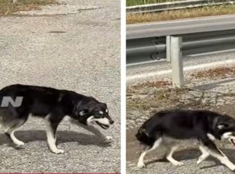 Συγκινητικό βίντεο: Σκυλάκι περιμένει υπομονετικά έξω από εκκλησία για πέντε ημέρες, ελπίζοντας στην επιστροφή του ανθρώπου που το εγκατέλειψε.