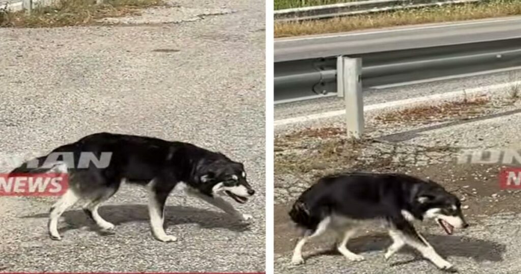 Αφοσιωμένο σκυλάκι περιμένει καρτερικά έξω από εκκλησία για 5 ημέρες: Δείτε το συγκινητικό βίντεο!