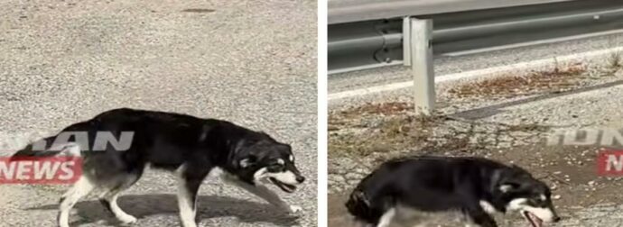 Αφοσιωμένο σκυλάκι περιμένει καρτερικά έξω από εκκλησία για 5 ημέρες: Δείτε το συγκινητικό βίντεο!