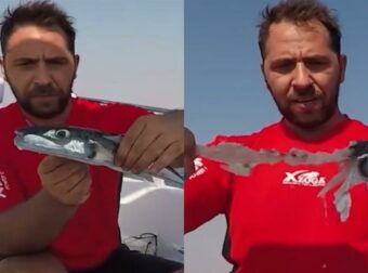 Λαγοκέφαλοι: Σοκάρει το πείραμα ψαρά που αποδεικνύει ότι είναι κανίβαλοι – Σε ποιες περιοχές εμφανίστηκαν
