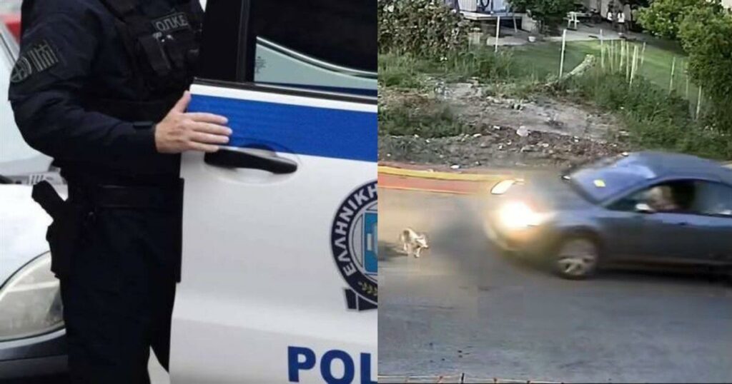 Γαστούνη: Γιατί πάτησε τον σκύλο η 60χρονη – Όσα υποστήριξε στην απολογία της