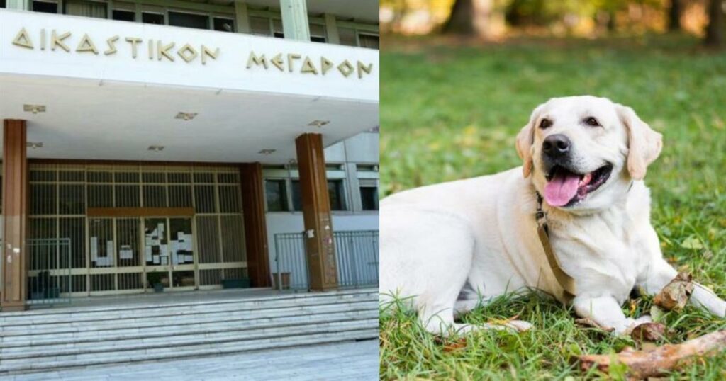 Δραματικές στιγμές στην Λάρισα: 67χρονος σκότωσε σκύλο με καραμπίνα – «Ήταν σαν να μου ‘φαγε παιδί»