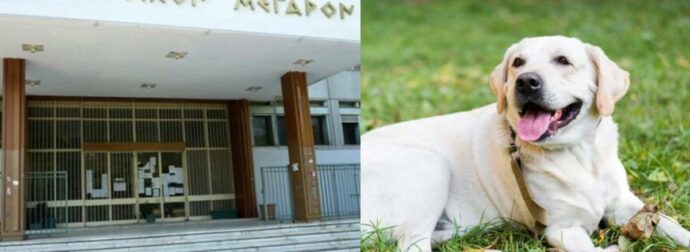Δραματικές στιγμές στην Λάρισα: 67χρονος σκότωσε σκύλο με καραμπίνα – «Ήταν σαν να μου ‘φαγε παιδί»