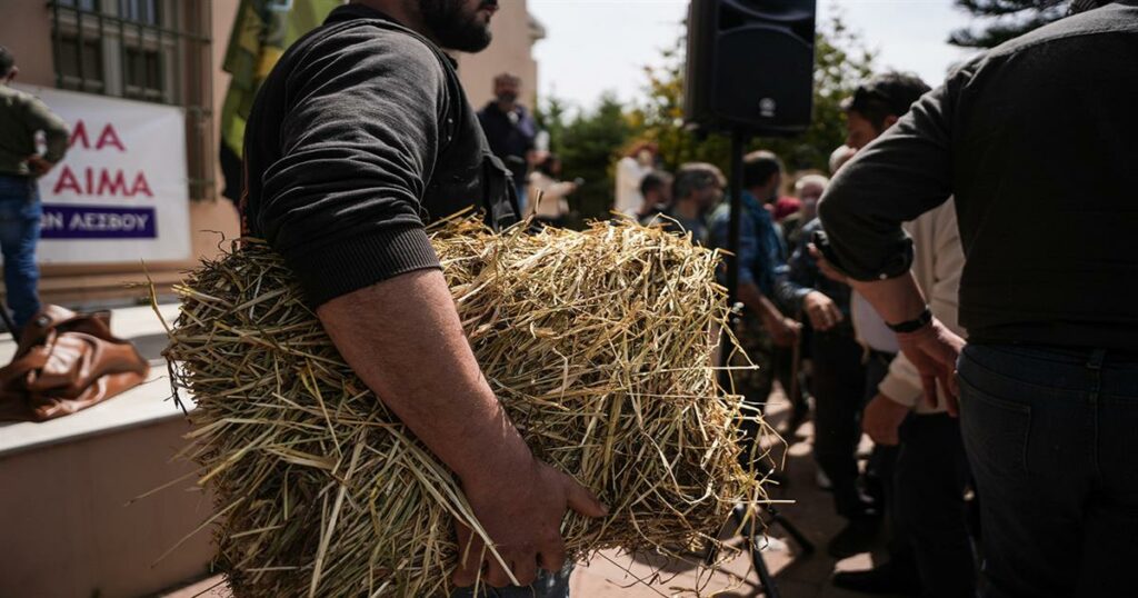 Τι δείχνει η πρώτη έκθεση επιτήρησης για τον αφθώδη πυρετό στη Λέσβο – «Η αντιμετώπισή του απαιτεί συνεργασία και επιστήμη»