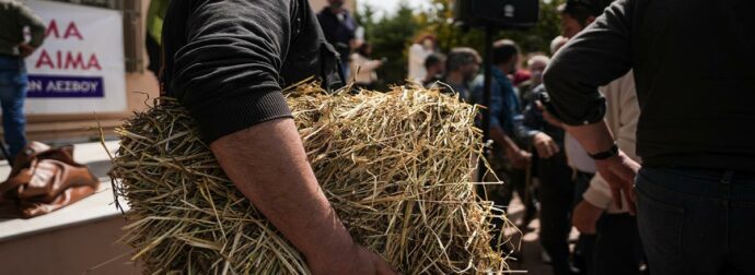 Τι δείχνει η πρώτη έκθεση επιτήρησης για τον αφθώδη πυρετό στη Λέσβο – «Η αντιμετώπισή του απαιτεί συνεργασία και επιστήμη»