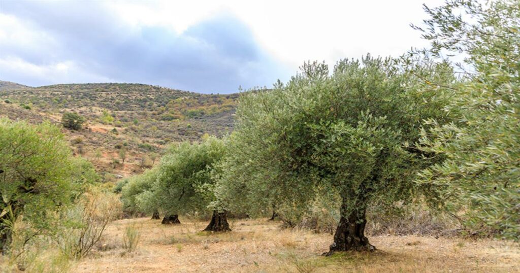 Νεκρός 85χρονος σε έκταση με ελαιόδεντρα στην Κρήτη – Τον βρήκε ο γιος του