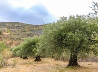 Νεκρός 85χρονος σε έκταση με ελαιόδεντρα στην Κρήτη – Τον βρήκε ο γιος του