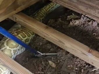 Τεράστιος πύθωνας με πρησμένη κοιλιά βρέθηκε κάτω από την αποθήκη οικογένειας – Αυτό ήταν το τελευταίο του γεύμα