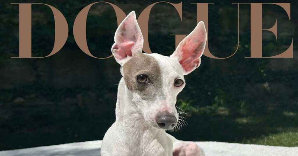Vogue «Dogue»: Ποιος είναι ο νικητής του διαγωνισμού που έγινε εξώφυλλο στο πασίγνωστο περιοδικό μόδας