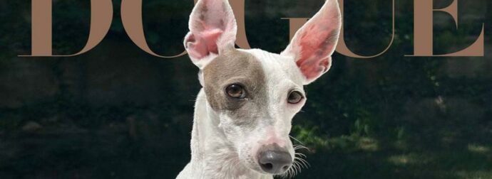 Vogue «Dogue»: Ποιος είναι ο νικητής του διαγωνισμού που έγινε εξώφυλλο στο πασίγνωστο περιοδικό μόδας