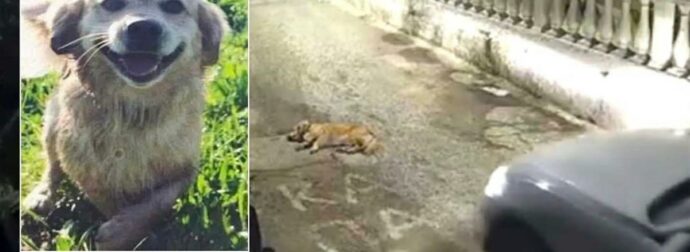 Στον εισαγγελέα η γυναίκα οδηγός που πάτησε σκύλο με ΙΧ στην Κέρκυρα – Αντιμέτωπη με κάθειρξη έως 10 έτη και πρόστιμο