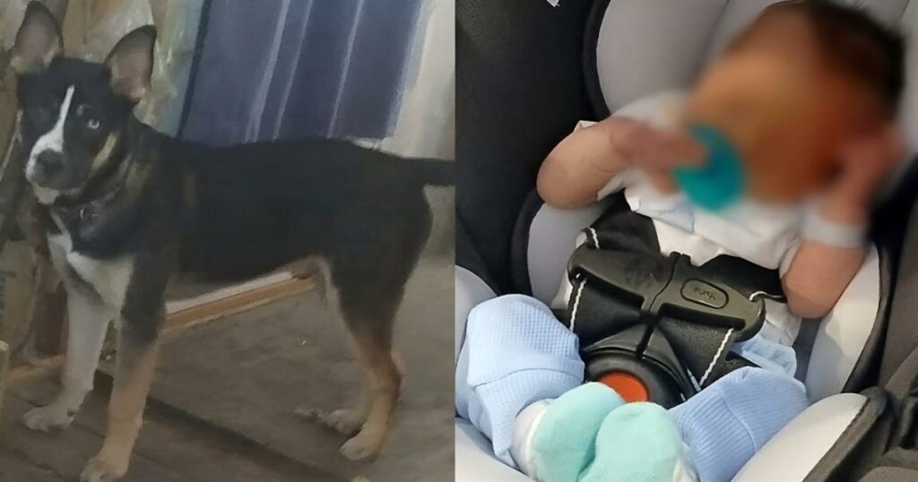 Οικογενειακή τραγωδία: Σκύλος δάγκωσε μέχρι θανάτου επτά ημερών βρέφος – Συνελήφθη ολόκληρη η οικογένεια, μέχρι και οι παππούδες – Στο 1ο σχόλιο