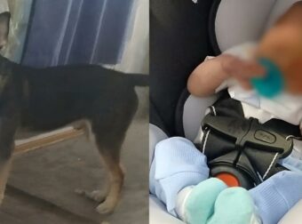 Οικογενειακή τραγωδία: Σκύλος δάγκωσε μέχρι θανάτου επτά ημερών βρέφος – Συνελήφθη ολόκληρη η οικογένεια, μέχρι και οι παππούδες – Στο 1ο σχόλιο
