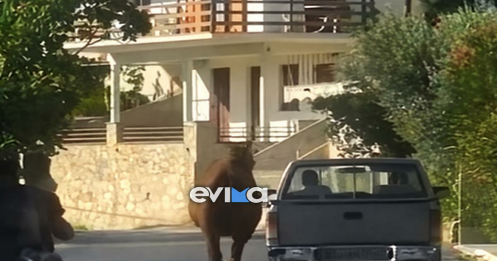 Σοκ στην Εύβοια: Τραυματισμένο άλογο δεμένο από το πόδι σε καρότσα αγροτικού – Το βίντεο που προκάλεσε οργή