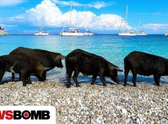 Καταγγελία ότι τραυματίστηκαν αγριόχοιροι από προπέλες σκαφών στον Άτοκο