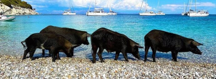 Καταγγελία ότι τραυματίστηκαν αγριόχοιροι από προπέλες σκαφών στον Άτοκο